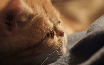 Animals, Cat, Kitty, Kitten, Muzzle, Nice, Sweetheart HD wallpaper