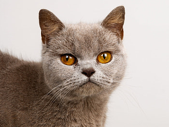 Animals, Cats HD wallpaper