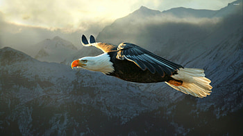 Eagle , Animal beauty, Stunning visuals, Wildlife graphy HD wallpaper