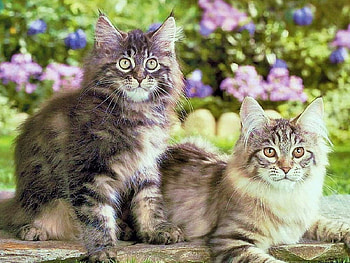 Cats in garden, animal, kitten, flower, garden, cute, cat, feline HD wallpaper