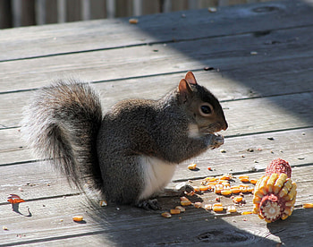 Animals, Squirrel, Food, Shadow, Corn, Maize HD wallpaper