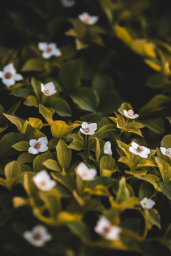 Flowers, Leaves, Petals, Bloom, Flowering HD phone wallpaper
