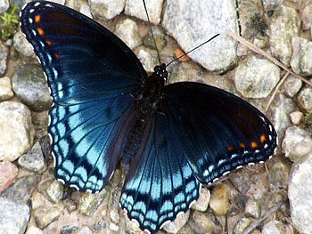 Blue butterfly, animal, blue, butterfly, forest HD wallpaper