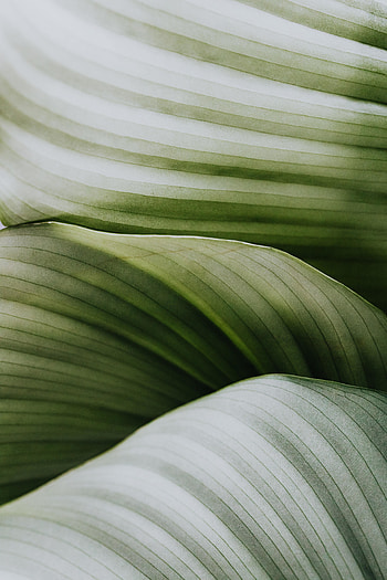 Veins on leaf, close up, green house plants HD phone wallpaper
