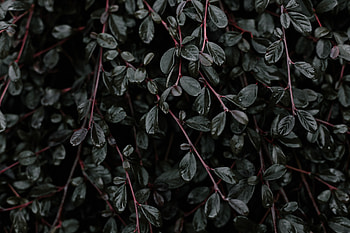 Nature, Leaves, Plant, Branches HD wallpaper