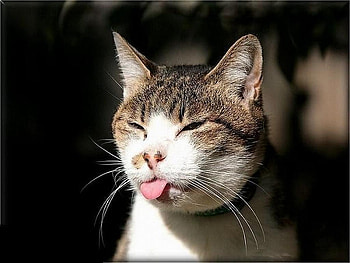 At First Grade Recess , cats, silly, graphy, animals HD wallpaper