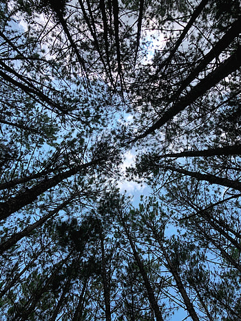 Nature, Trees, Sky, Forest, Branches, Bottom View HD phone wallpaper