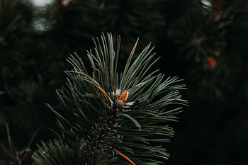 Needle, Macro, Branch, Spruce, Fir HD wallpaper