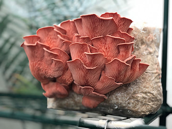 Plug spawn pack, Pink oyster mushroom, Pleurotus djamor, Mushroom cultivation HD wallpaper