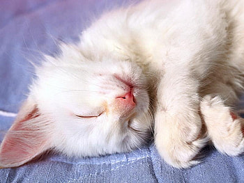 Sleeping time, animal, nap, rest, meow, cat, sleep HD wallpaper