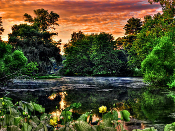 Summer sky, peaceful, lake, reflection, mirrored, green, clouds, nature, flowers, sky, calm, pond HD wallpaper