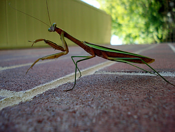 Mantis on Brick Building, Praying Mantis, Mantis, Brick building, Posing HD wallpaper