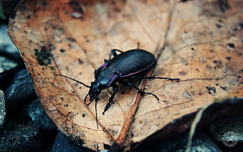 Grass, Leaves, Macro, Insect, Dry, Crawl, Mud, Dirt, Bug, Beetle HD wallpaper
