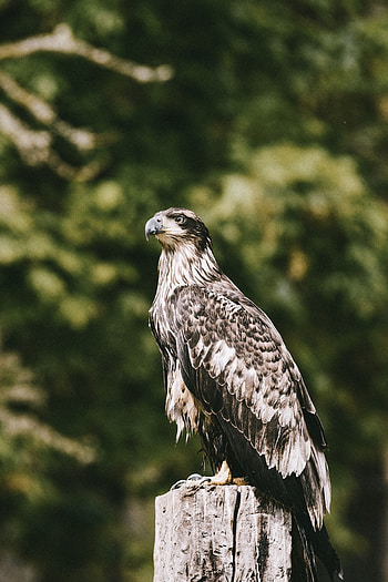 Animals, Bird, Predator, Wildlife, Hawk HD phone wallpaper