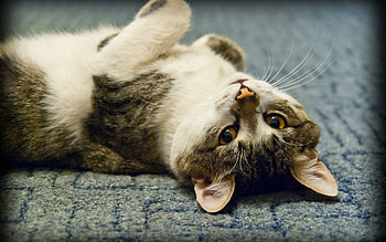 Animals, Cat, To Lie Down, Lie, Nice, Sweetheart, Play HD wallpaper