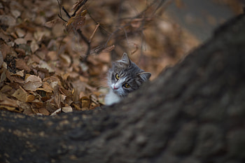 Animals, Wood, Cat, Tree, Pet, Sight, Opinion HD wallpaper