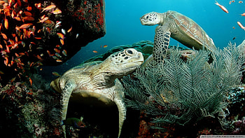 two green sea turtles, sea, turtle, fish, green HD wallpaper