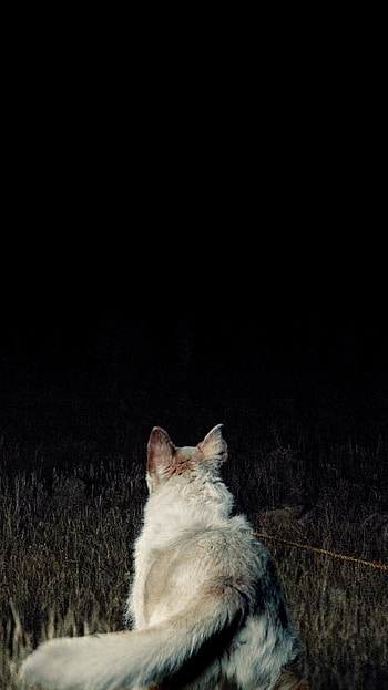 It Comes at Night (2022) movie HD phone wallpaper