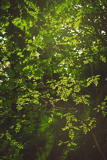 Nature, Leaves, Bush, Beams, Rays, Forest, Branches HD phone wallpaper