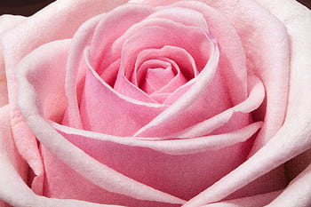 Beautiful close-up of a pink rose showcasing delicate petals, perfect for floral and romantic themes. HD wallpaper