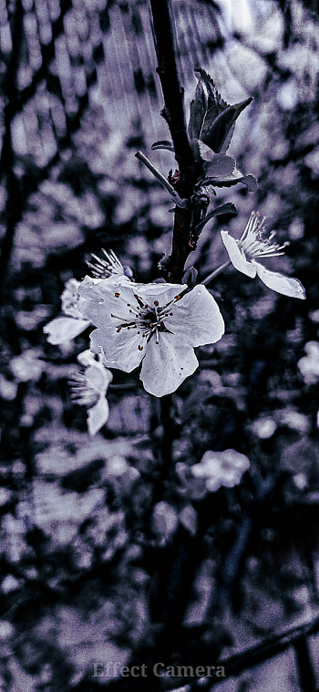 çiçek, sky, petal, nature, dark, herb, flower HD phone wallpaper
