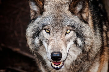 Intense close-up of a wild gray wolf showcasing its piercing eyes and natural fur texture. HD wallpaper