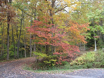 Around the Bend, trees, autumn, road, leaves HD wallpaper