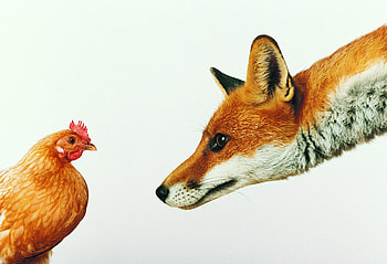 Animals, Fox, White Background, Hen HD wallpaper