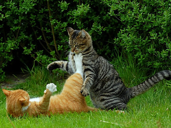 Playful Cats..., cats, two, grass, play HD wallpaper