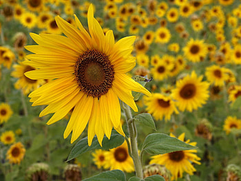 Plants, Flowers, Sunflowers HD wallpaper