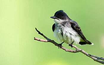 Animals, Background, Bird, Branch HD wallpaper