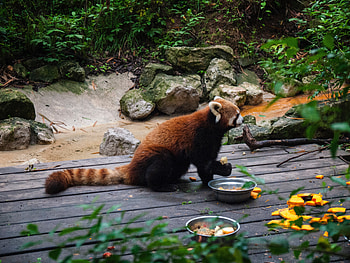 Animals, Food, Zoo, Fiery Panda HD wallpaper