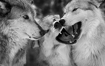 px wolf pack by Hambly Murphy HD wallpaper