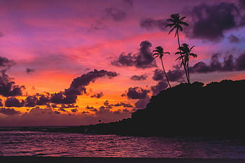 A stunning sunset with palm silhouettes and vibrant colors at Barra de Camaratuba, Brazil. HD wallpaper