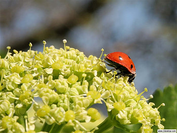 Ladybug, plant, nature, insect HD wallpaper