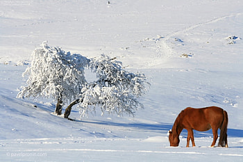 Snowy walk, horse, snow, bulgaria, vratza, mountain HD wallpaper
