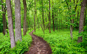 Pathway in forest, Nature's trail, Enchanted walk, Serenity in green HD wallpaper