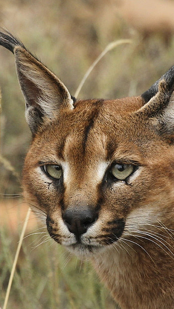 Caracal, Wild cat, Sony Xperia Z1, HTC One HD phone wallpaper