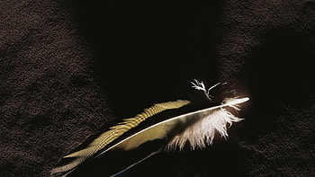Background, Feather HD wallpaper