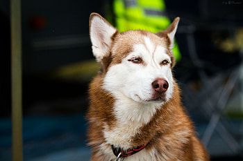 Animals, Dog, Muzzle, Spotted, Spotty, Sight, Opinion, Husky HD wallpaper