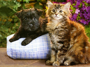 Posing in a summer day, animal, dog, purple, white, black, flower, cat, nature HD wallpaper