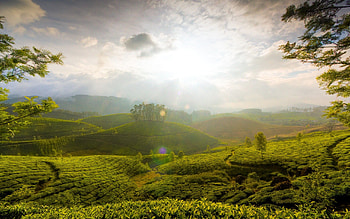 Tea Gardens, Sri Lanka HD wallpaper