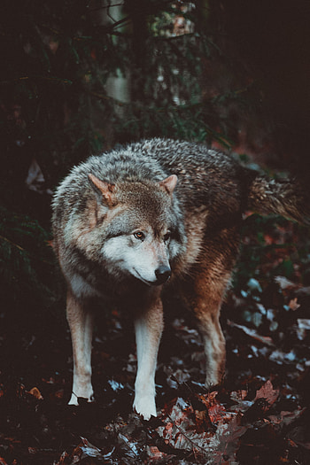 Animals, Dog, Predator, Wolf HD phone wallpaper