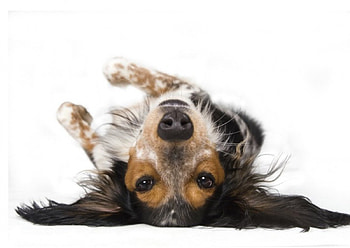 Adorable dachshund, dog, content, dachshund, cute, pet HD wallpaper