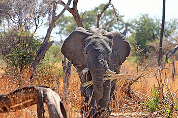 Animals, Safari, Elephant, Africa, Trunk HD wallpaper