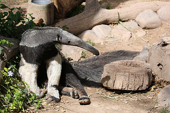 Anteater sunning, Reid park zoo, Zoo anteater, Giant anteater HD wallpaper