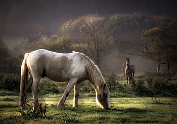 Animals, Trees, Food, Grass, Horses, Couple, Pair, Stroll HD wallpaper