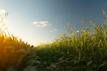 Capture of a tranquil grass field under a clear sky during sunset in Rabat, Morocco. HD wallpaper
