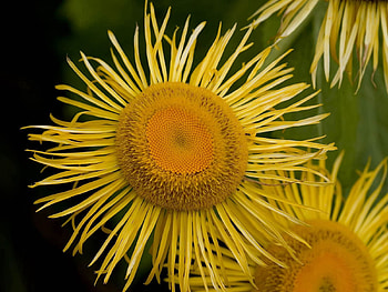 Flowers, Flower, Petals, Sunflower, Stamens, Pollen HD wallpaper