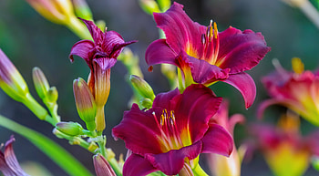Lily flower, spring, summer, flowers, beautiful, scent, lilies, fragrance HD wallpaper